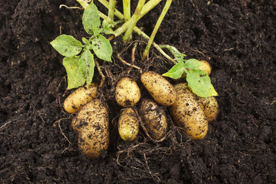 Herbali aardappelen proefresultaten
